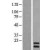 Western Blot: PIN4 Lysate [NBL1-14429] - Western Blot experiments. 
Left-Control; Right -Over-expression Lysate for PIN4